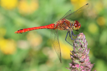 Wildlife Sightings for 25th July 2023